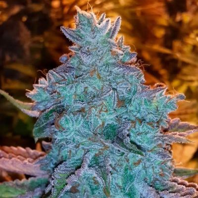 Girl Scout Cookies Auto