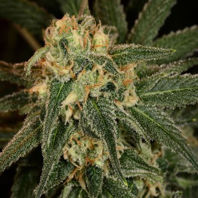 Green Crack Feminisiert
