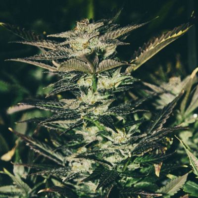 Jupiter OG Kush Feminisiert