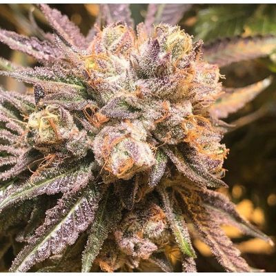 Purple Chem Feminisiert