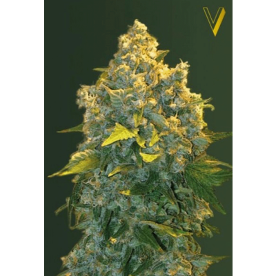 Chronic Monster XXL Automatic