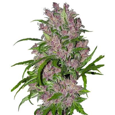 Purple Bud Auto