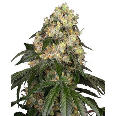 White Biscotti OG XXL Feminisiert