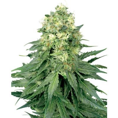 White Widow Regulär