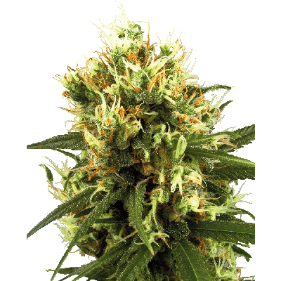 White Haze Automatic