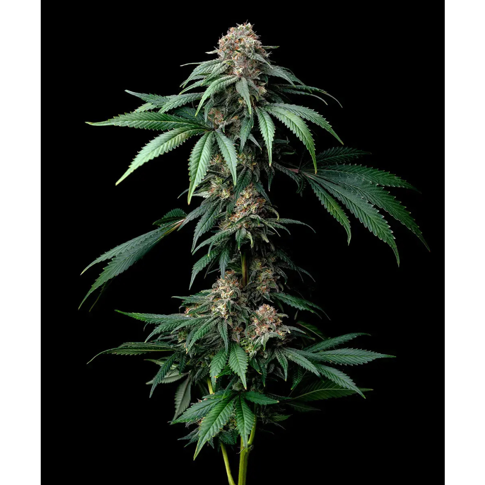Barney Farm Mendo Breath Cannabis Blüte