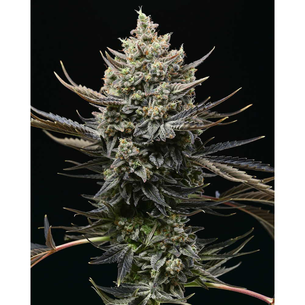 Cookies Seed Bank Corn Syrup Feminisierte Hanfsamen Cannabisblüte