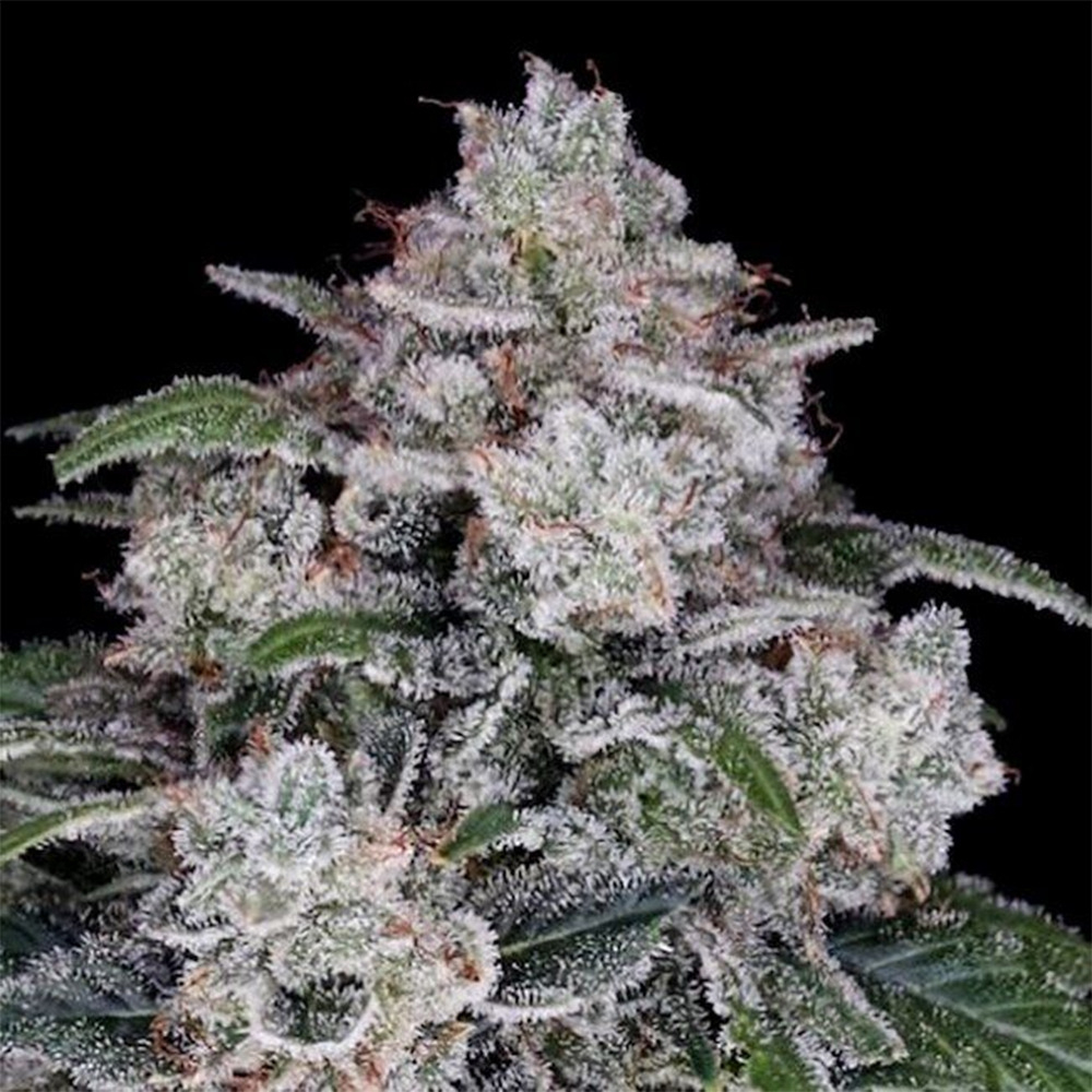 DNA Genetics Return of the Mac Automatic Hanfsamen Cannabisblüte