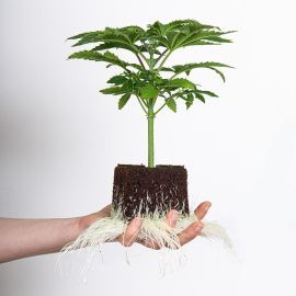 Hanfpflanze Zkittlez