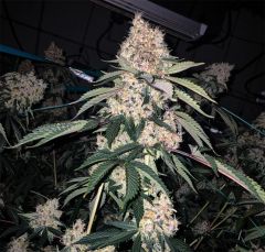 Ethos Genetics Lemon Whhip Haze IBL Feminisierte Blüte