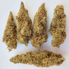 ACE Seeds Colossus Feminisierte Hanfsamen Cannabisblüte
