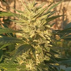 ACE Seeds Creeper Gouge Reguläre Hanfsamen Cannabisblüte