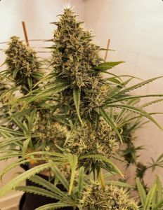 Ace Seeds Guawi Reguläre Hanfsamen Cannabisblüte