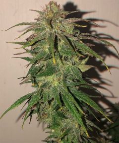 Hokkaido Japan Hemp Regulär