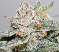ACE Seeds Kalidonia Feminisierte Hanfsamen Cannabisblüte
