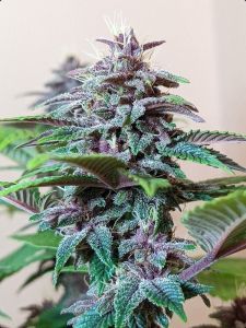 Pakistan Chitral Kush Regulär