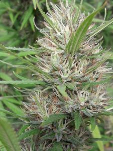 Panama x Bangi Haze Feminisiert