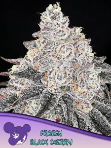 Frozen Black Cherry Feminisiert