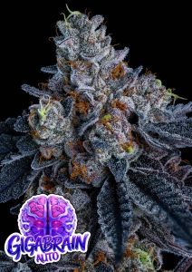 Anesia Seeds Giga Brain Automatic Cannabissamen Blüte
