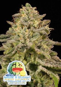 Anesia Seeds Iced Lemon Feminisierte Cannabissamen Blüte