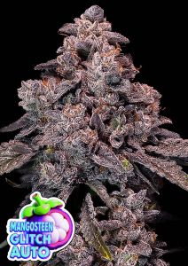 Anesia Seeds Mangosteen Glitch Automatic Cannabissamen Blüte