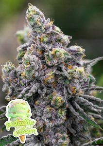 Anesia Seeds Pistachio Snow Cream Feminisierte Cannabissamen Blüte
