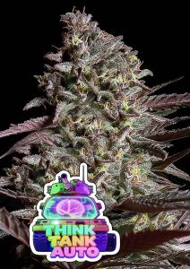 Anesia Seeds Think Tank Automatic Cannabissamen Blüte