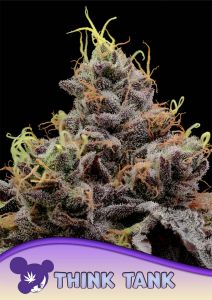 Anesia Seeds Think Tank Feminisierte Cannabissamen Blüte