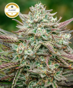 Atlas Seeds Face Fat Automatic Hanfsamen