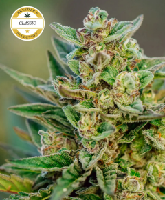 Atlas Seeds Froot by the Foot Automatic Hanfsamen