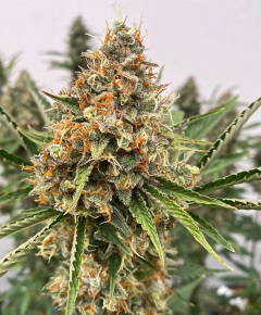 Atlas Seeds Mendo Butter Feminisierte Hanfsamen