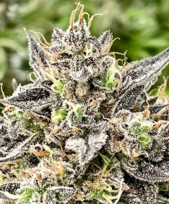 Atlas Seeds Whale Breath Feminisierte Hanfsamen