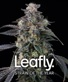 Barneys Farm Super Boof Cannabis Blüte