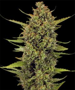 Barneys Farm Acapulco Gold Hanfsamen Blüte
