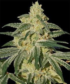 Barneys Farm Afghan Hash Plant Hanfsamen Blüte