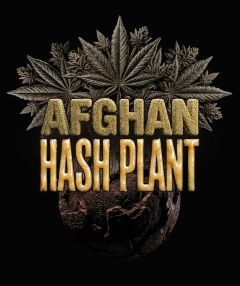Barneys Farm Afghan Hashplant Auto Hanfsamen Blüte