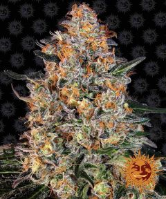 Bubba Kush Feminisiert