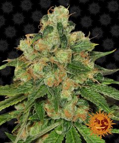 CBD Caramel Regulär