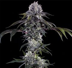 Barneys Farm Durban Z Hanfsamen Blüte