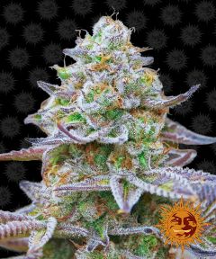 Gorilla Zkittlez Feminisiert