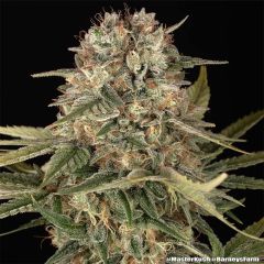 Master Kush Regulär