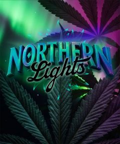 Barneys Farm Northern Lights Feminisierte Hanfsamen
