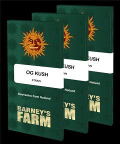 OG Kush Feminisiert