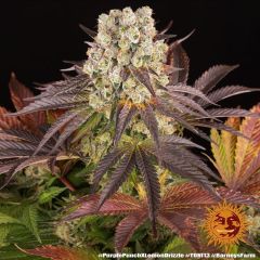 Purple Punch x Lemon Drizzle Feminisiert