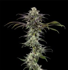 Barneys Farm RS11 F1 Hanfsamen Blüte