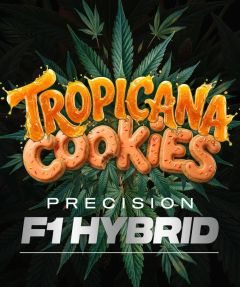 Barneys Farm Tropicana Cookies F1 Auto Hanfsamen Blüte