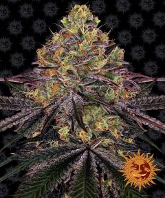 Watermelon Zkittlez Feminisiert