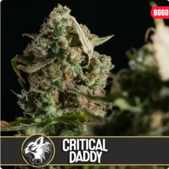 Blimburn Seeds Critical Daddy Purple Feminisierte Hanfsamen