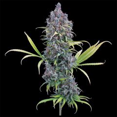 Durban Thai x C99 Feminisiert