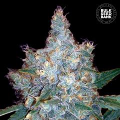 Blueberry Berry Auto